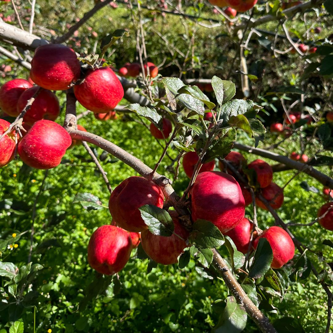 云南糖心苹果