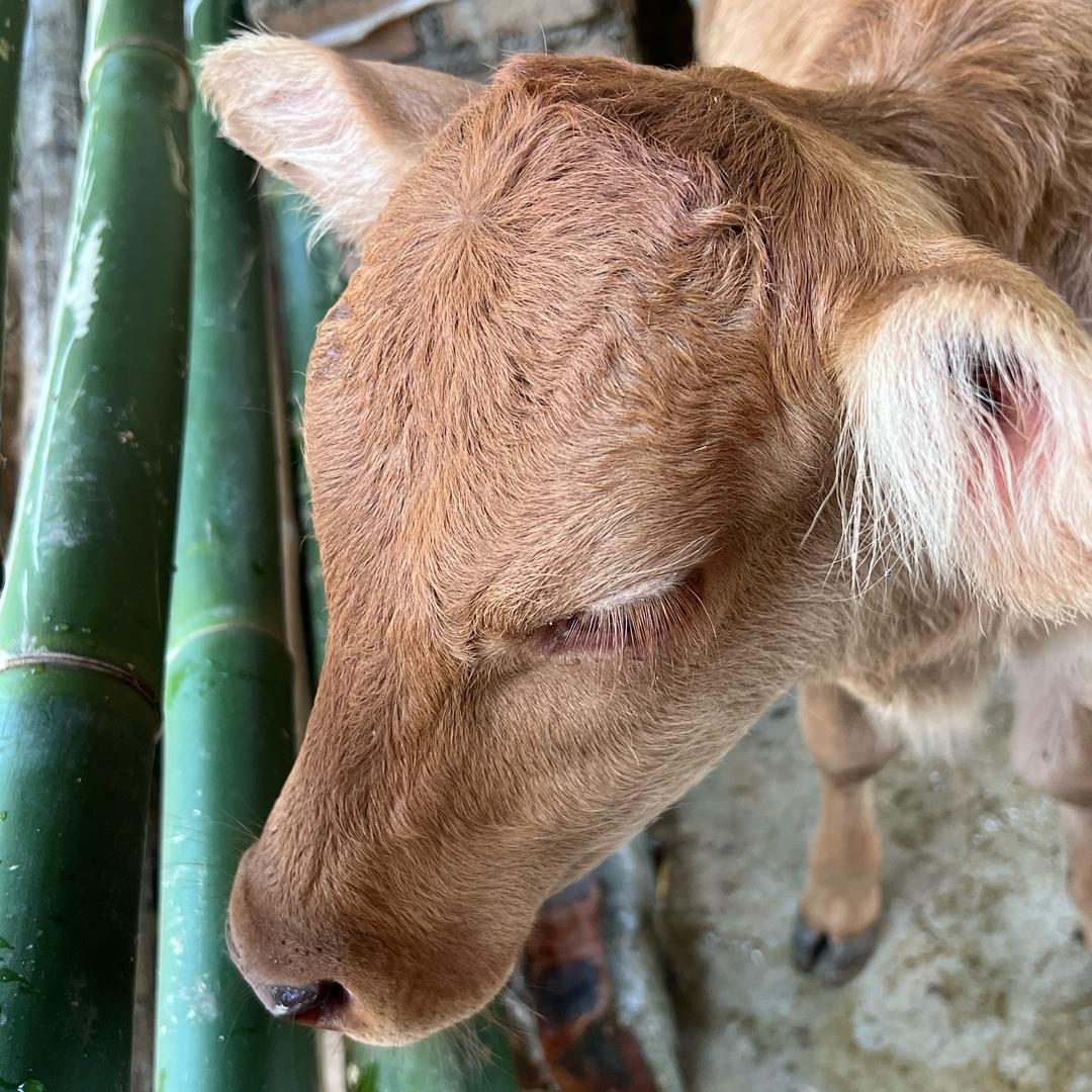 01年养牛娃🐂🐂