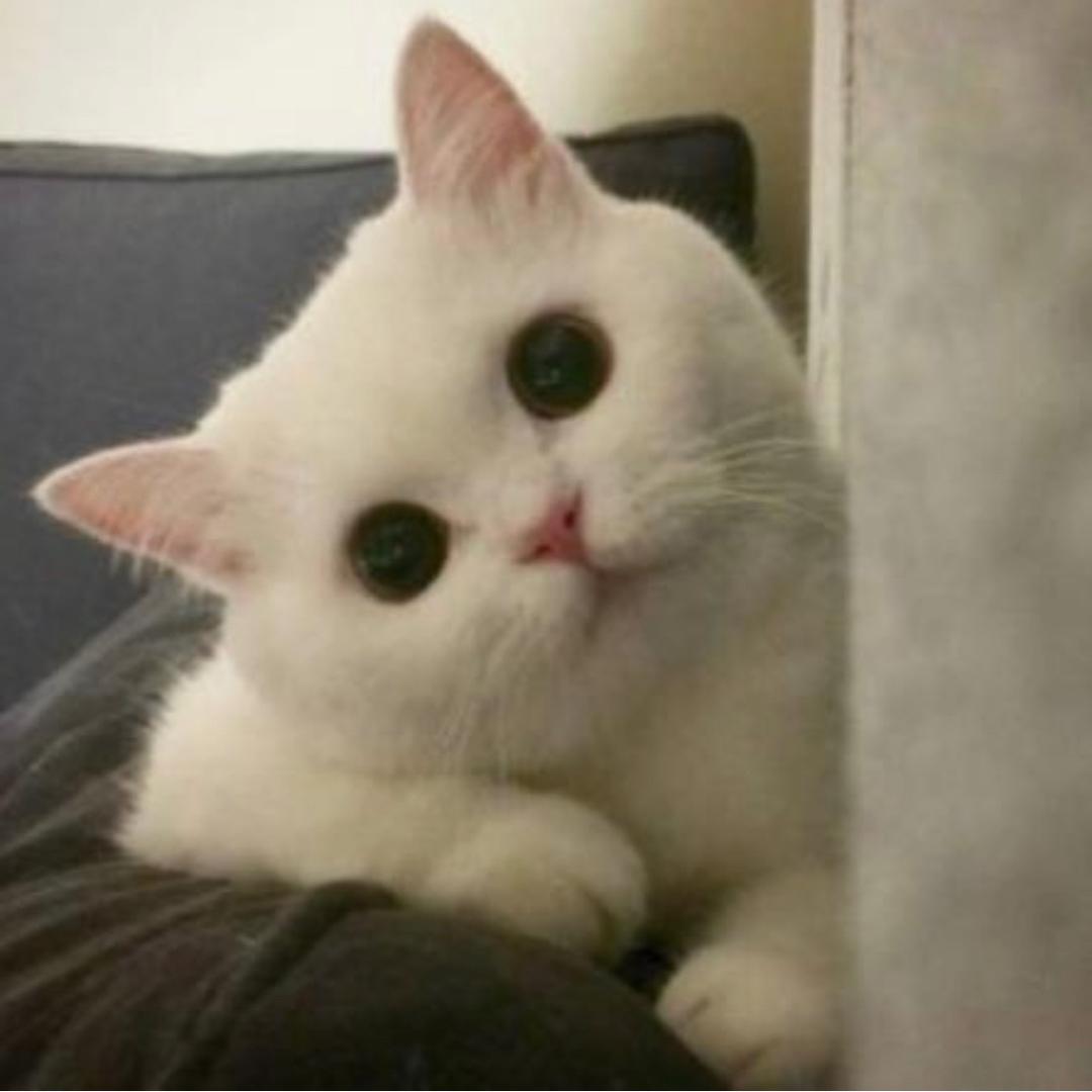 左耳