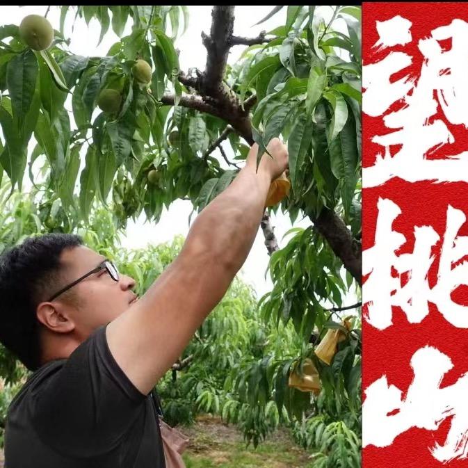 望桃山精品阳山水蜜桃