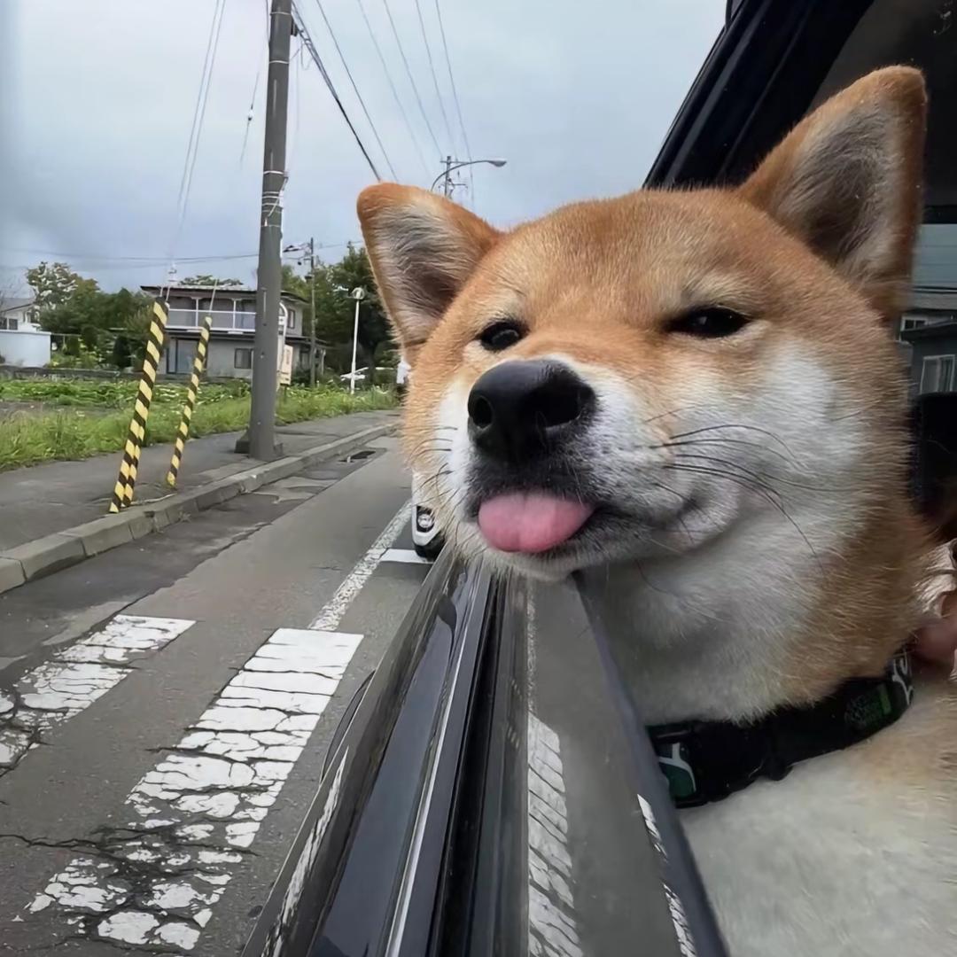 李弹兜