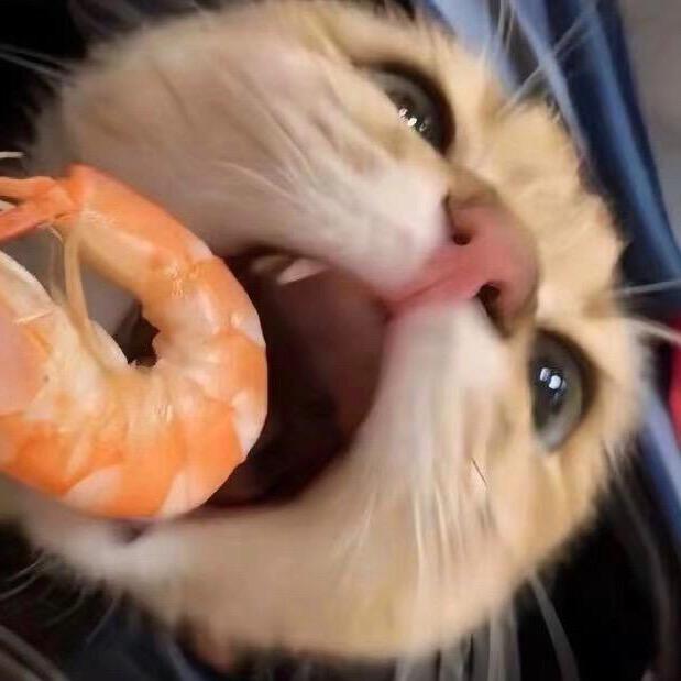 𝗖𝗮𝘁𝘁𝘆𝗹𝗹𝗼