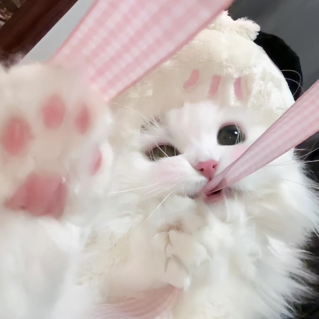 是小猫哈