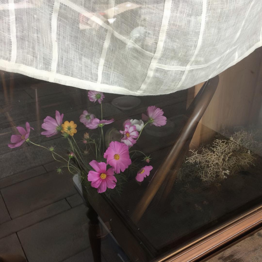 懵懵子