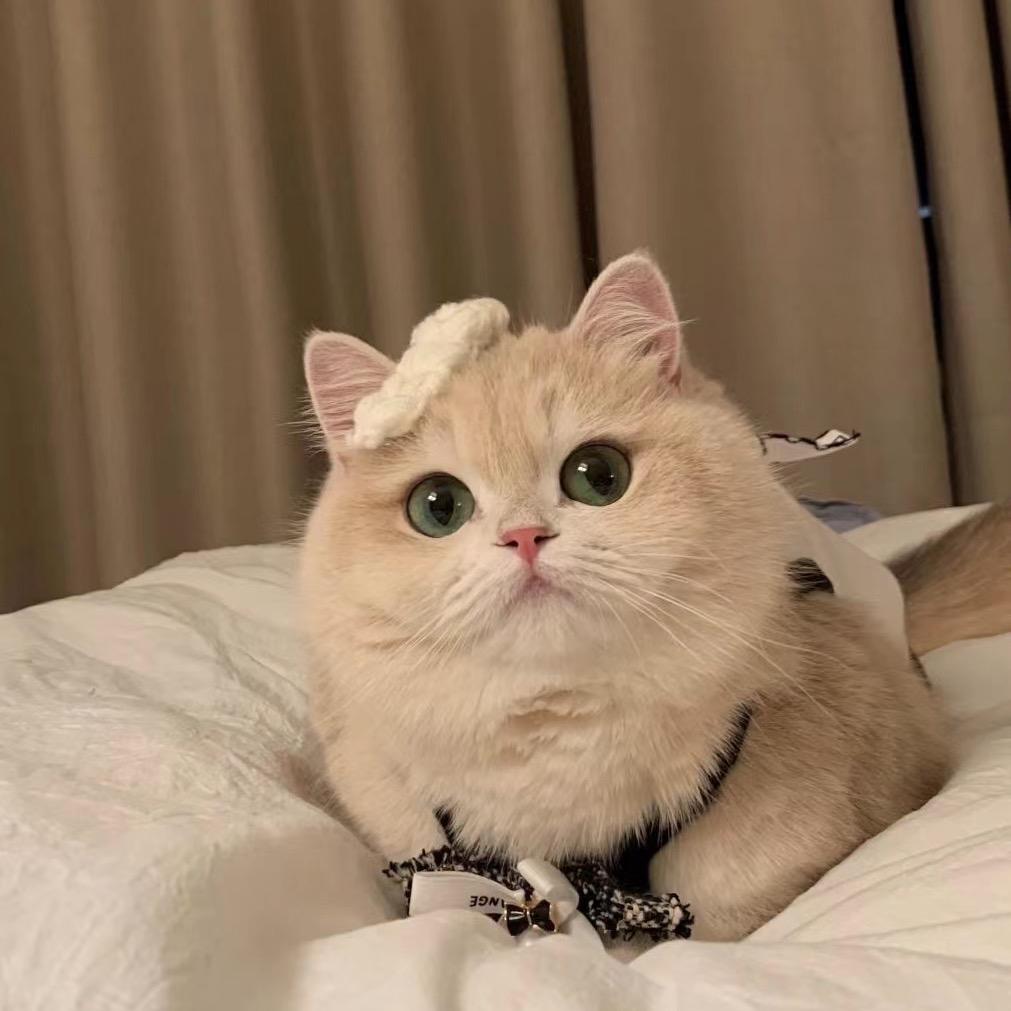 茉莉