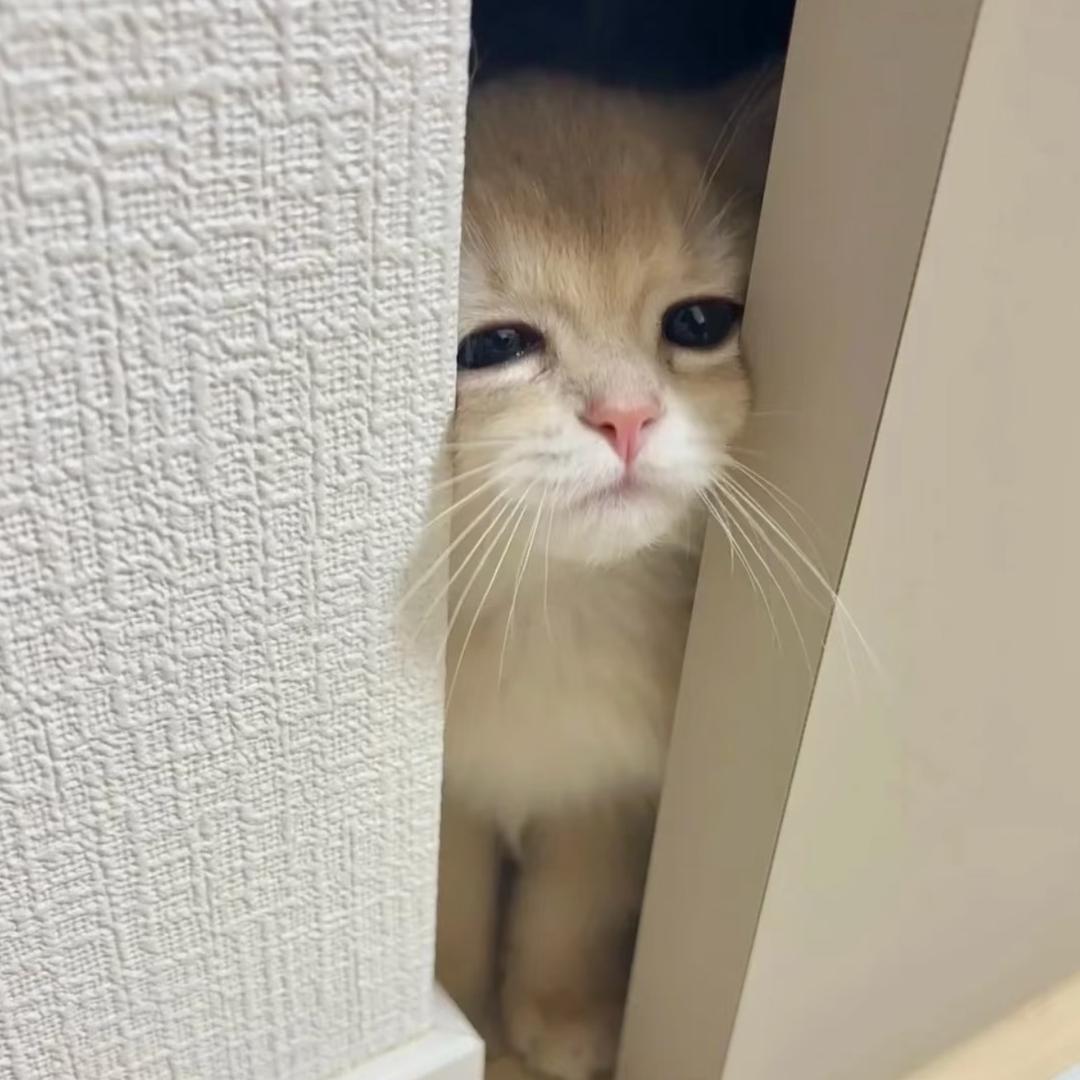 小萌殿下ovo