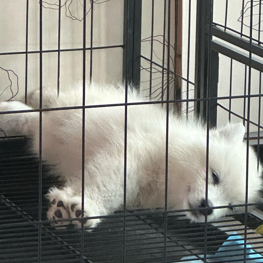 我不是cc