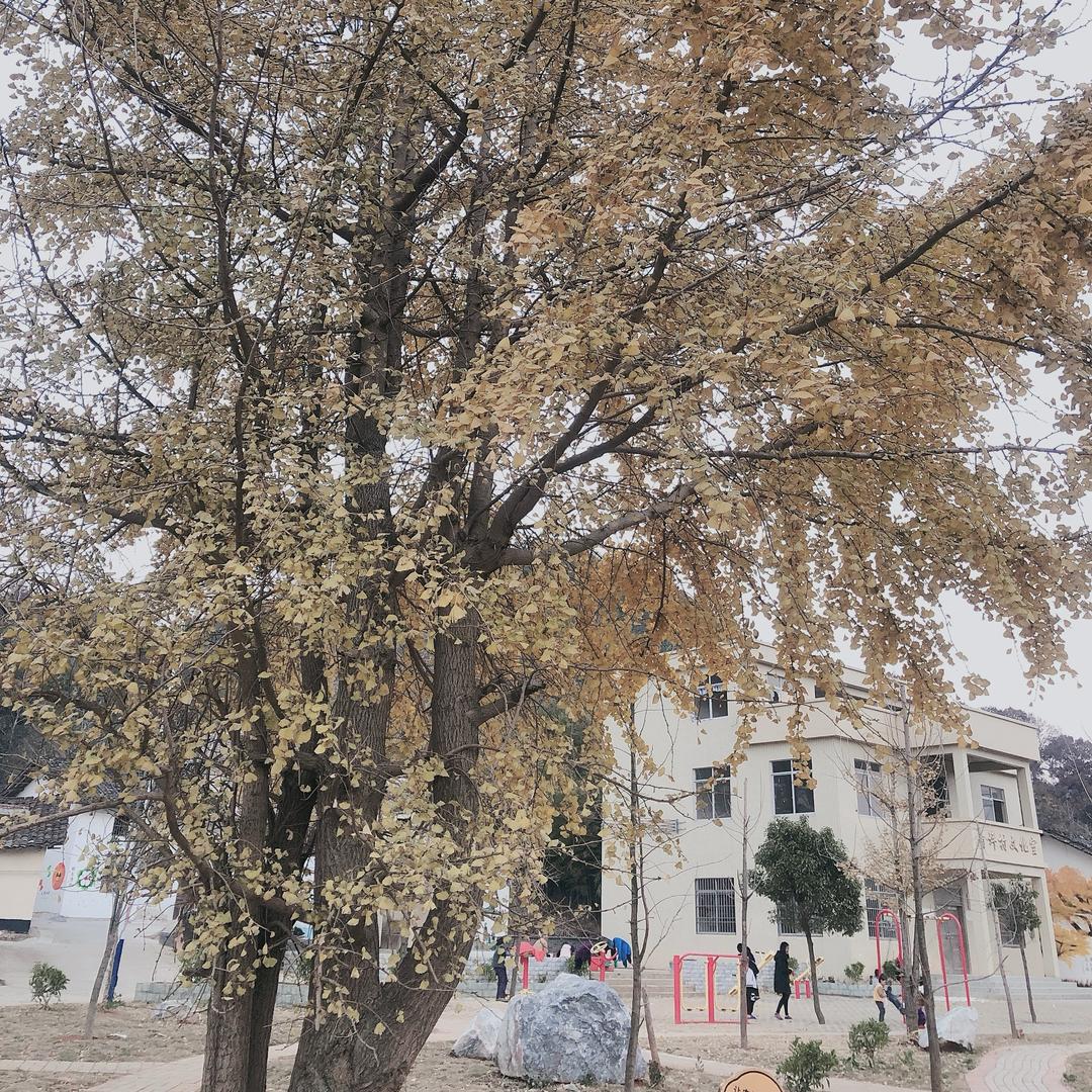 落叶🍂