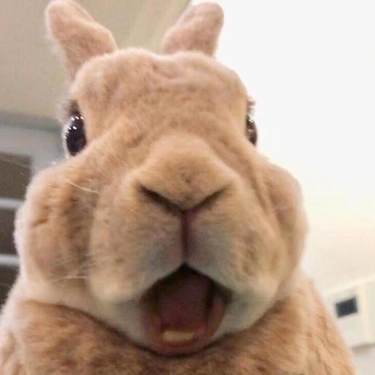 兔兔兔子🐰