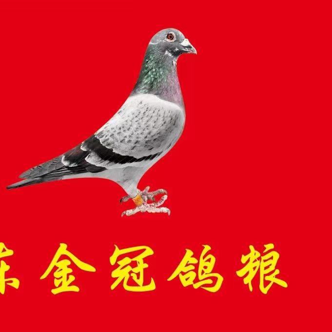 金冠鸽粮厂家店