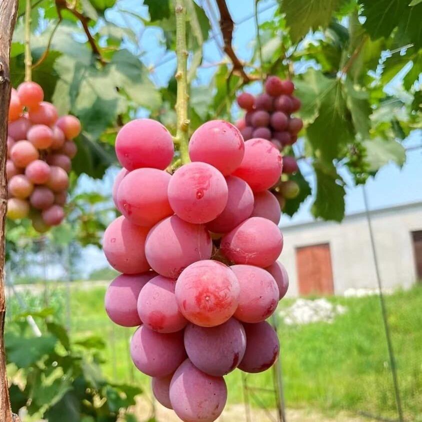 走自己的路，让人们去说吧