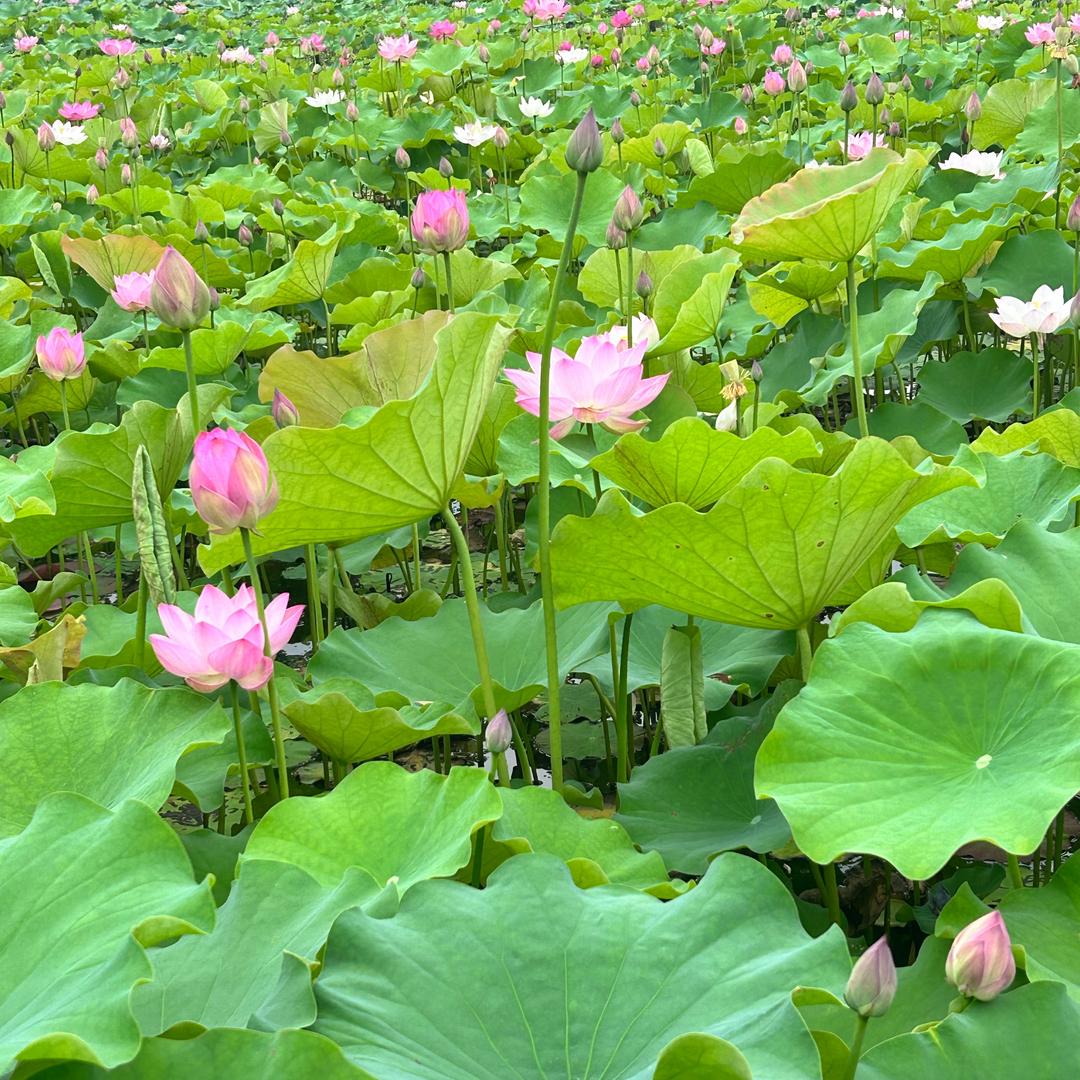 小吴