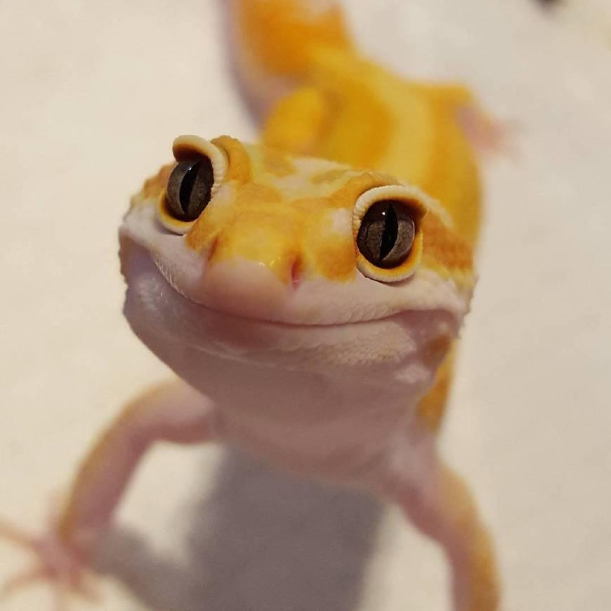 南小鸟