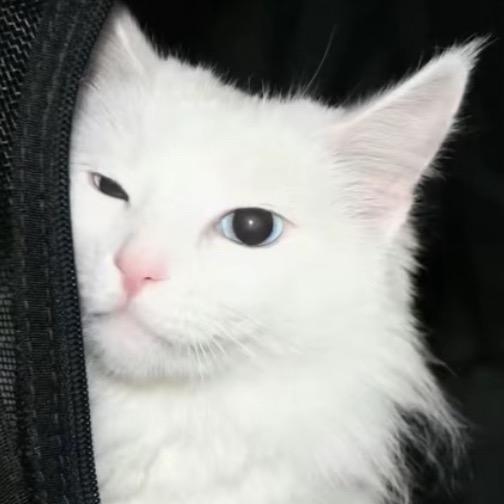 o。