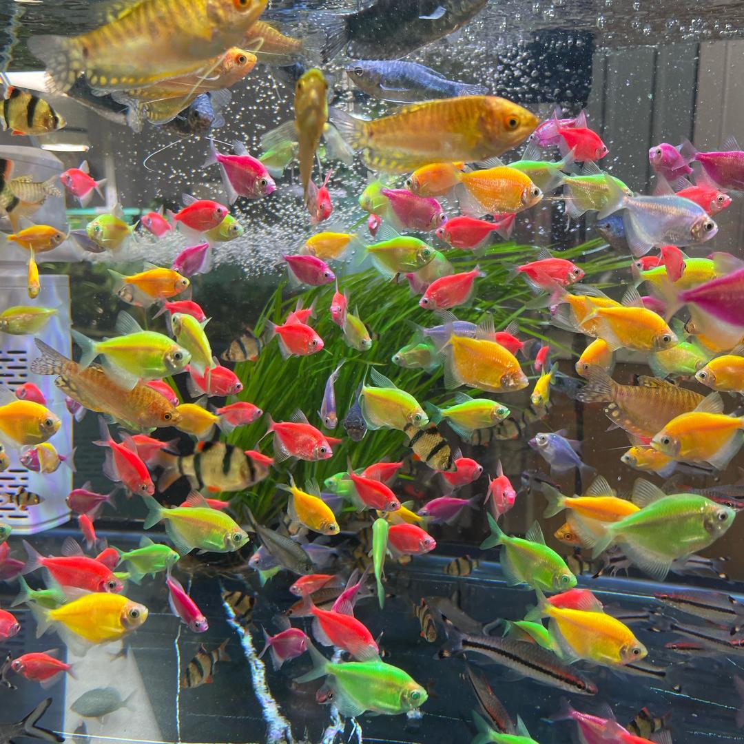 司柠家水族器材