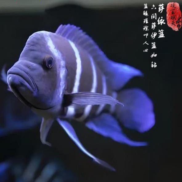 三鱼客