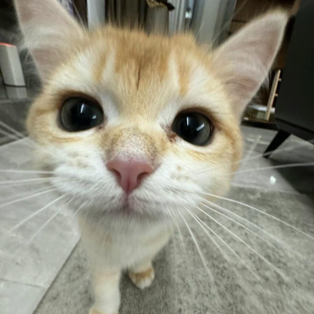 霜^