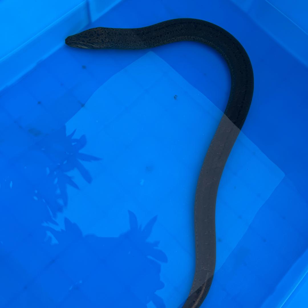 排长钓鳝（海宁）