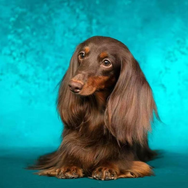 腊肠犬老炮