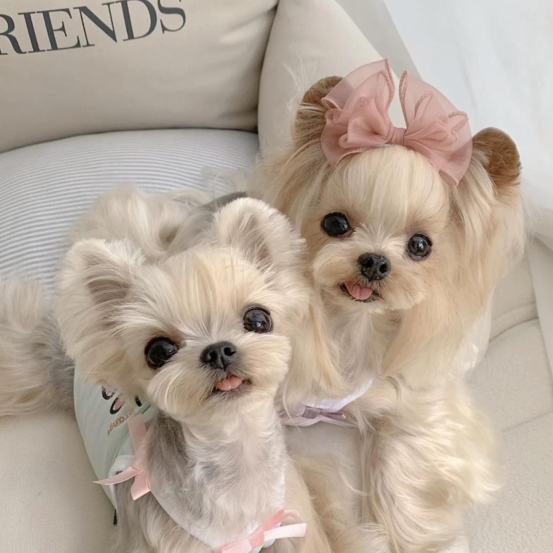 兴哈宠物甄选阁