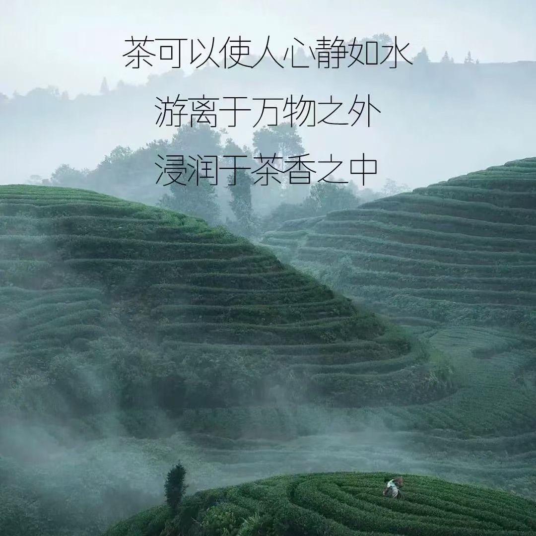 镇远茶