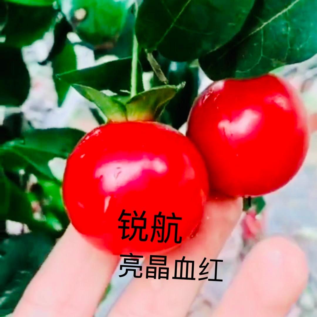 锐航金弹子（原生亮晶血红)盆栽批发