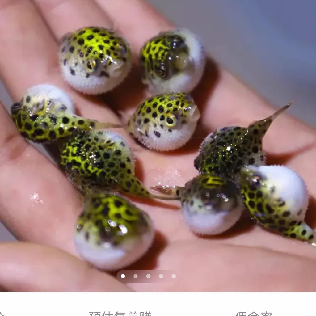 小豚豚水族