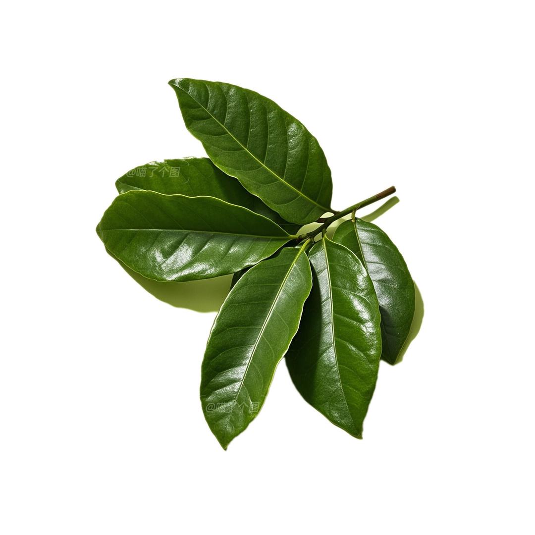 不喝小麦果汁_