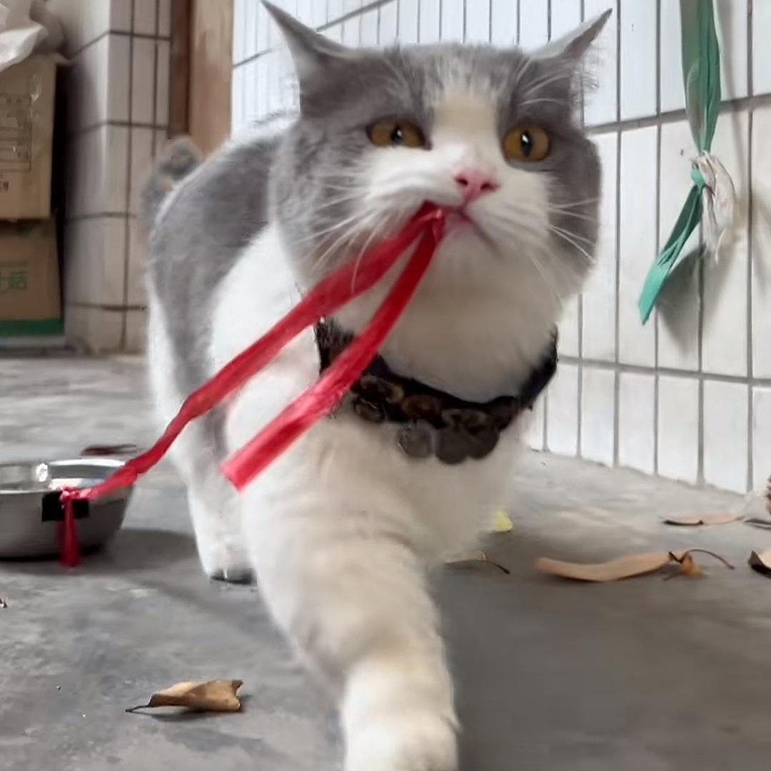 水竹虎猫-