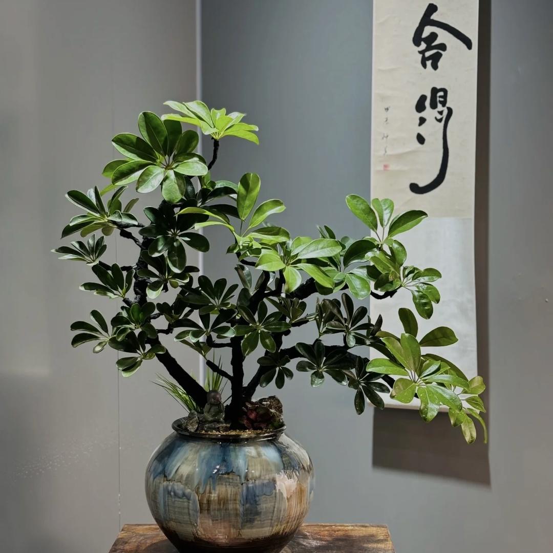 新疆六六绿植批发