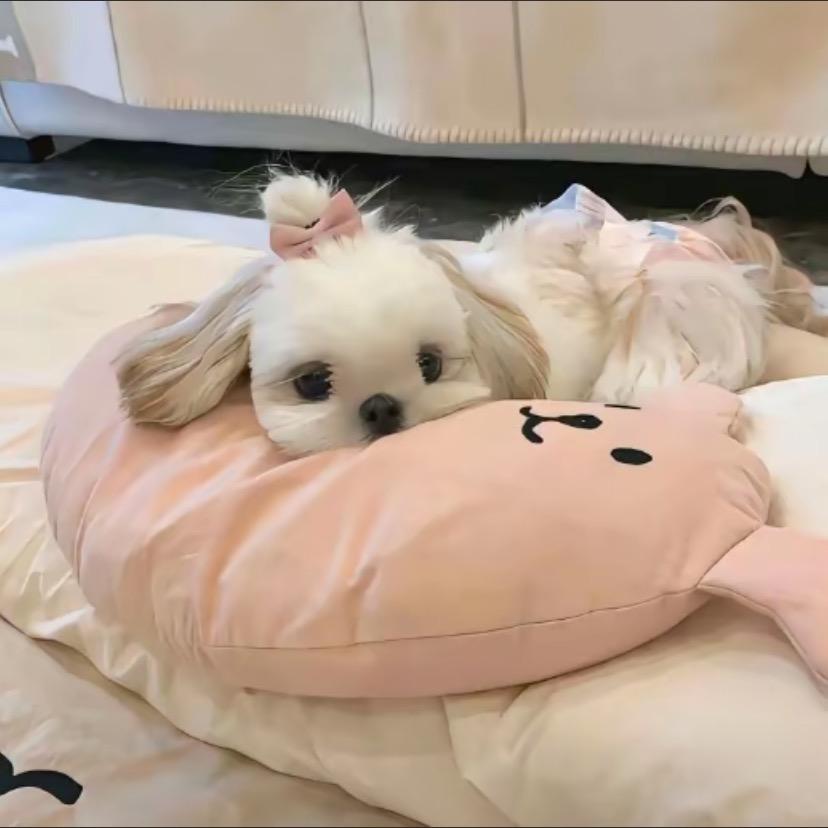 我真的很困Z☡zᶻ