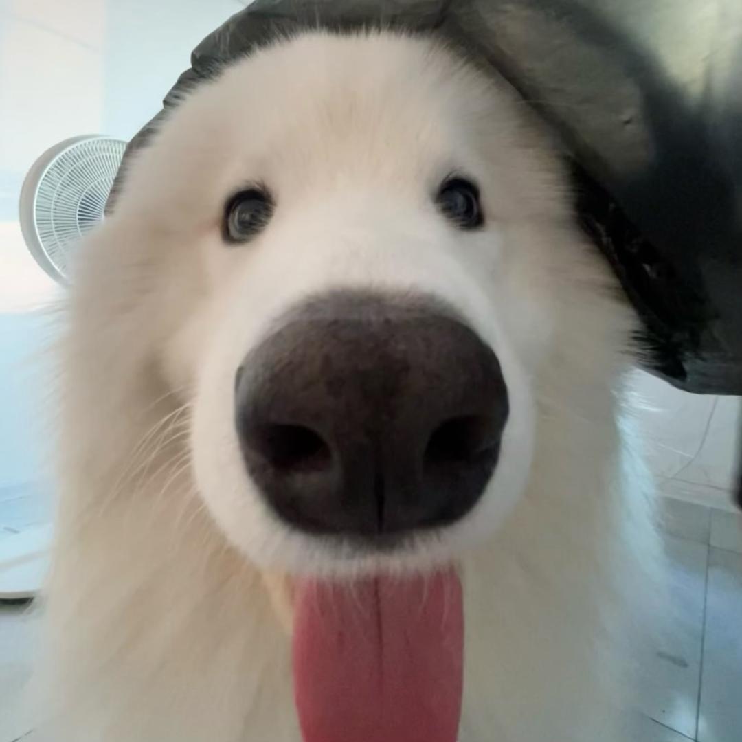 cOkkie