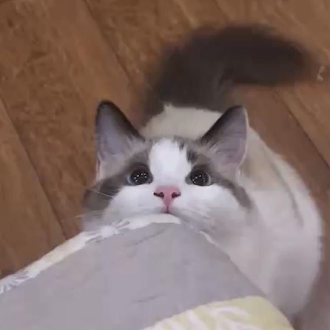 😈😈（备赛版）