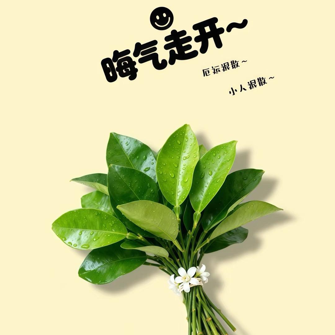 辞秋🍃