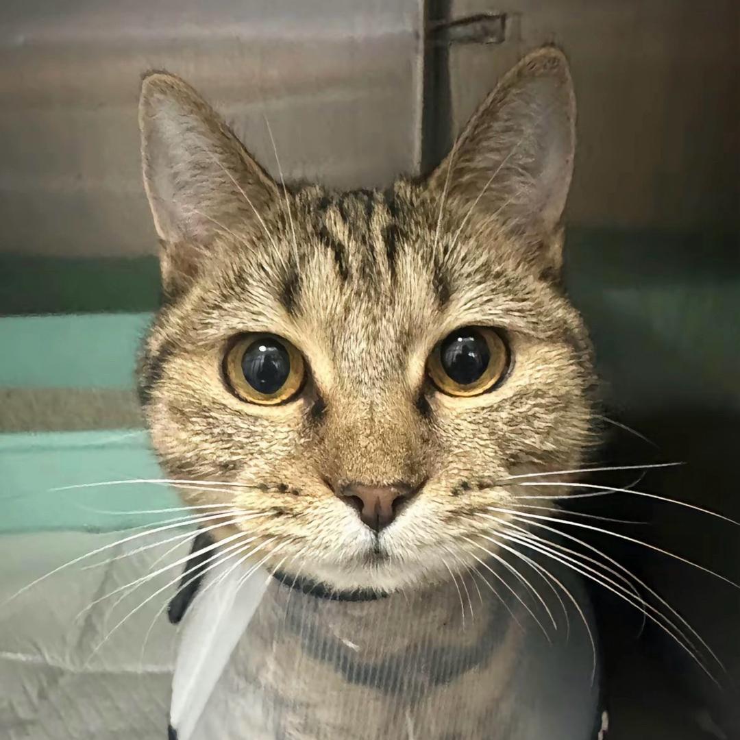 cherishEiei(非国服奕星🤔)