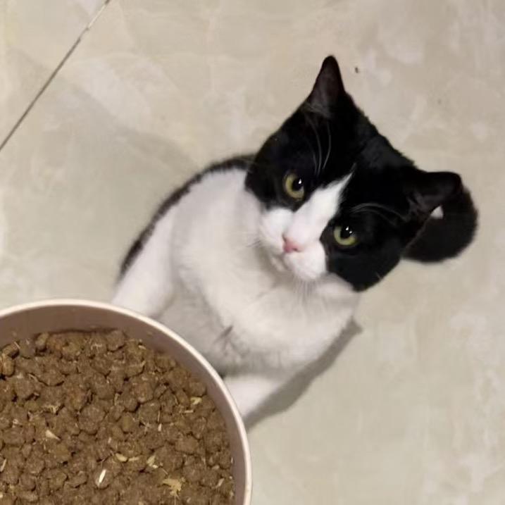 牛志猫猫拳