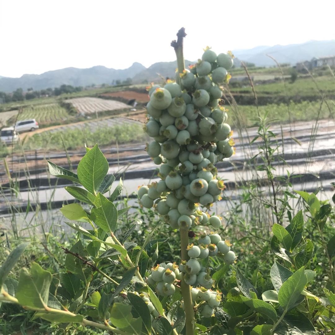 新农人蓝莓。