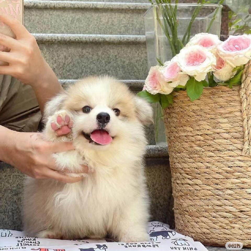 菠萝🍍凤梨
