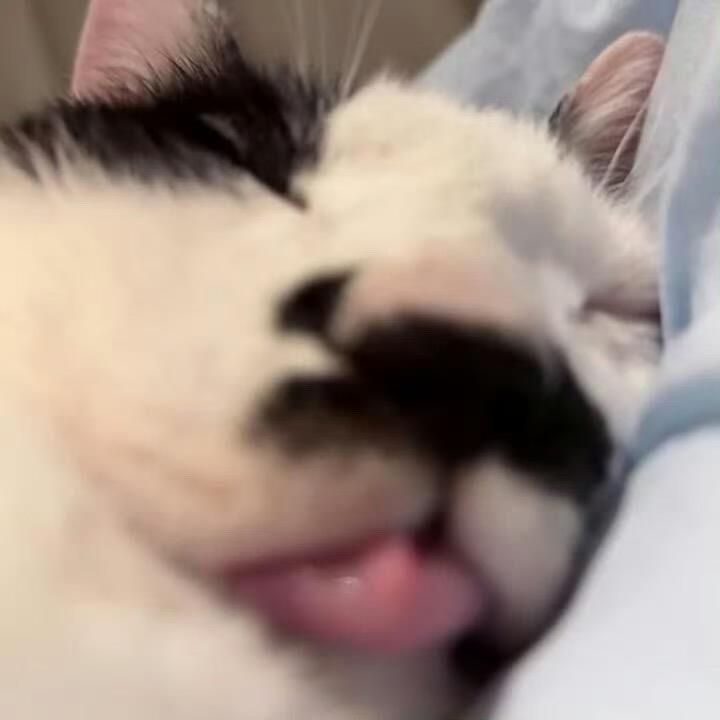 超级Q萌大犀牛.