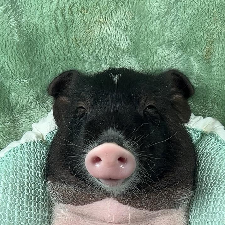 小欧
