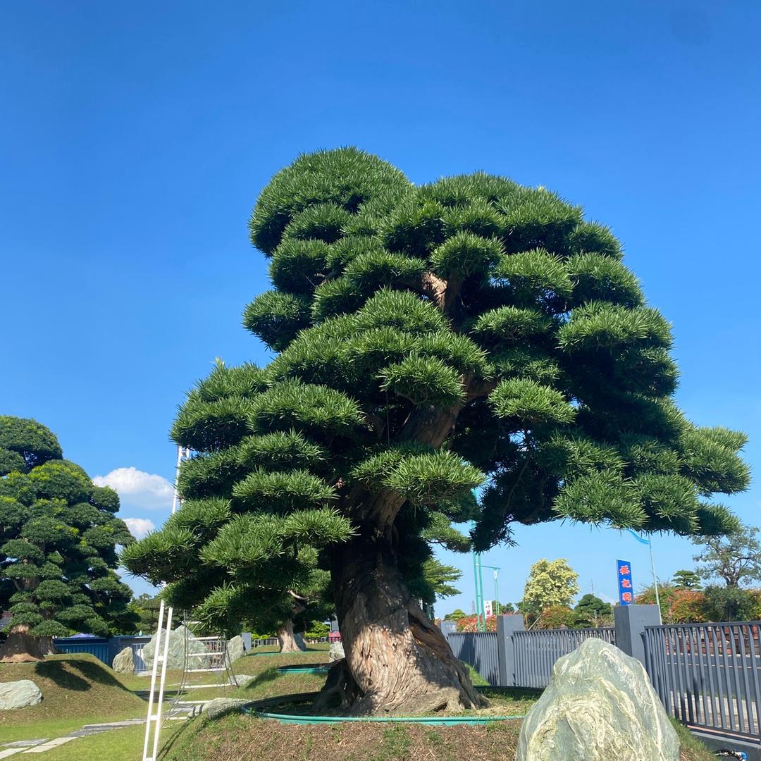 硕璟园造型罗汉松