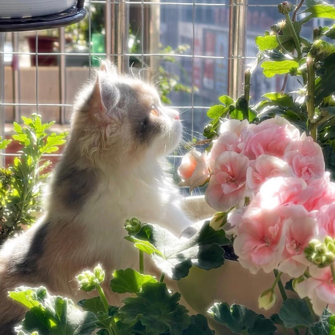 一只大猫猫猫🐱. ଓ⁷ᵐ