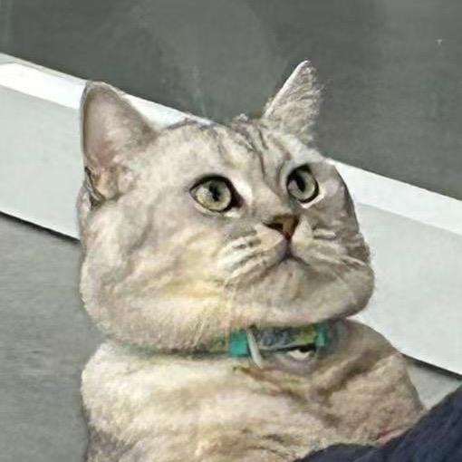 海青还是上海青🥬