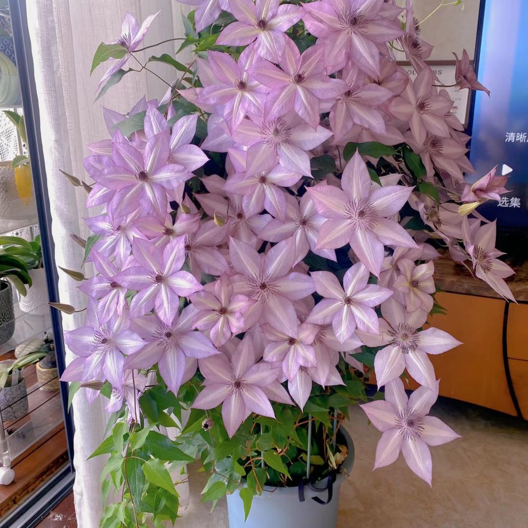 三更弄花花艺