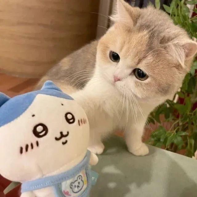 果子