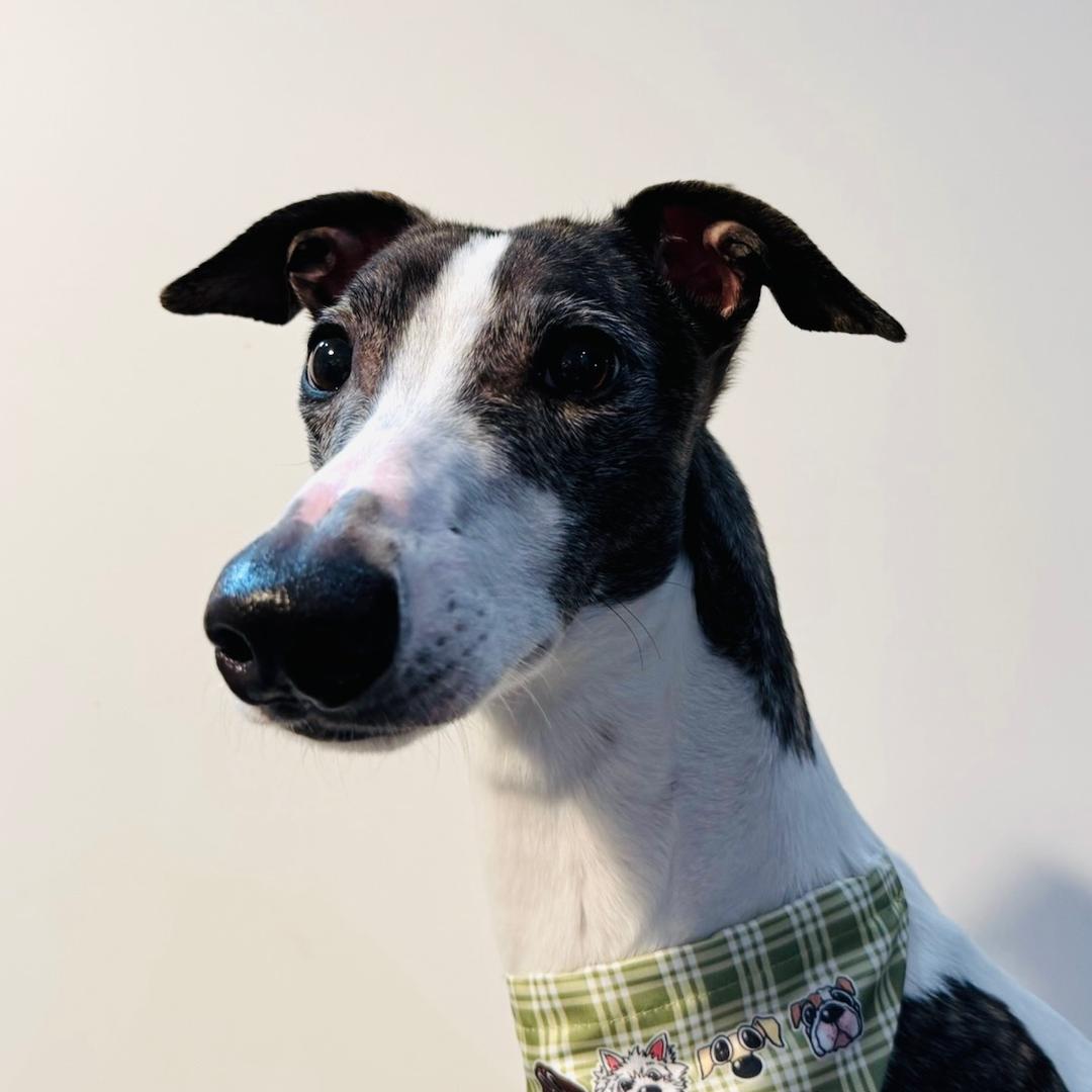 周棒骨（超能狗狗宠物商店）