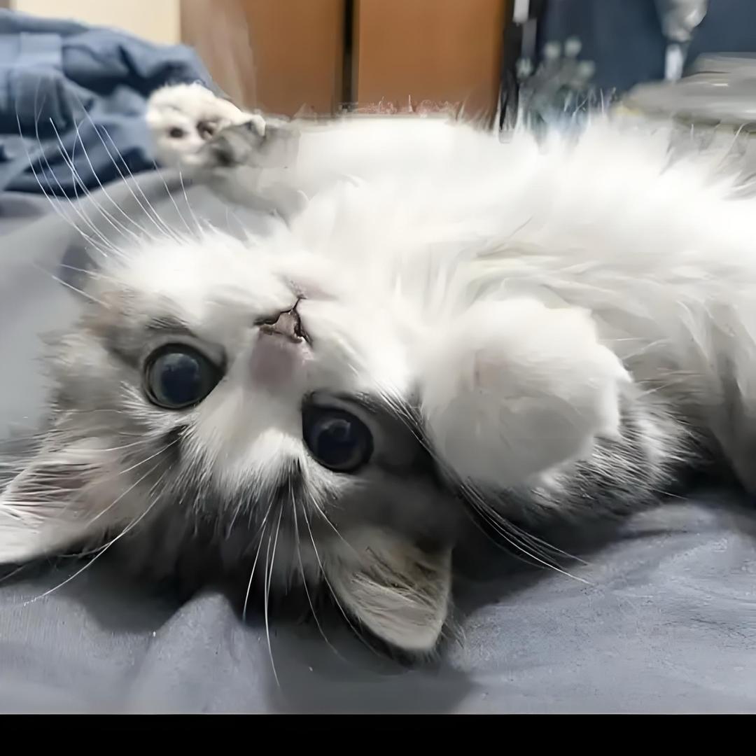 ☀️爱睡懒觉的小猫咪