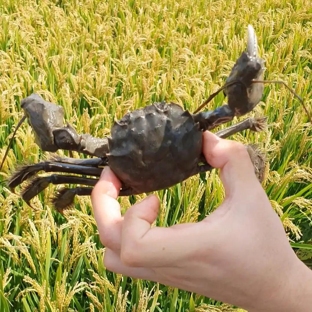 盘锦河蟹小年