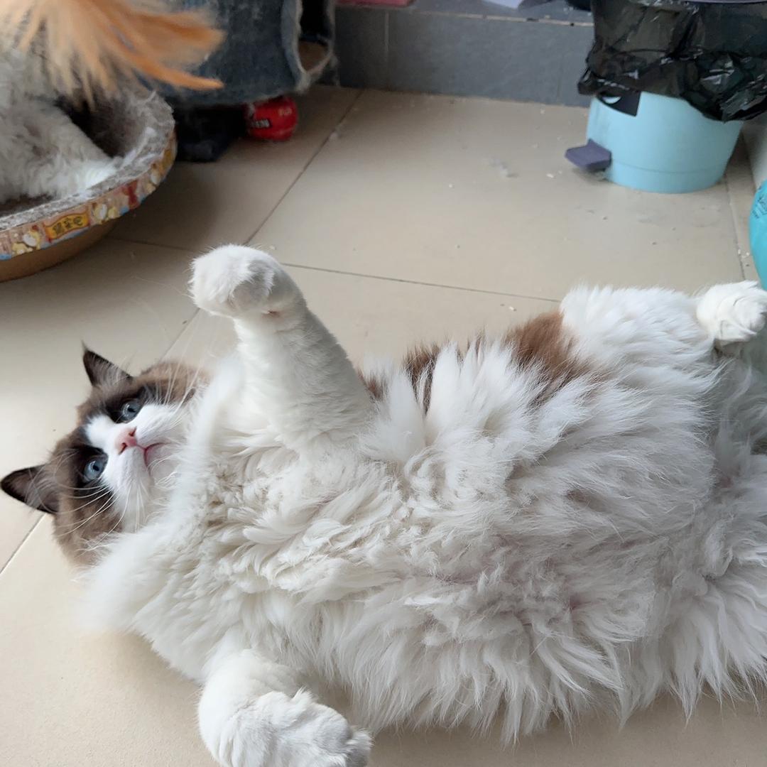 🌈起司酸奶猫