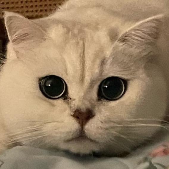 博子伪